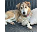 Adopt Sakura a Mixed Breed