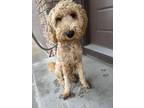 Adopt Goldie a Goldendoodle