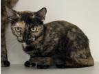 Adopt Desert Rose a Domestic Short Hair