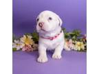 Adopt Lillian DeVille a Mixed Breed