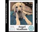 Adopt Angel Stadium (Ballpark Pups) 050424 a Bluetick Coonhound