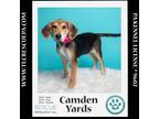 Adopt Camden Yards (Ballpark Pups) 050424 a Bluetick Coonhound
