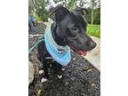 Adopt Sophia de Mayo a Labrador Retriever, Shepherd