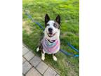 Adopt Tawny a Border Collie