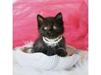 Adopt Iri a Domestic Short Hair