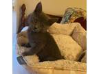 Adopt Daisy a Domestic Short Hair