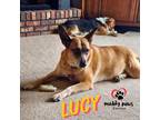 Adopt Lucy a Australian Cattle Dog / Blue Heeler