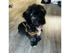 Adopt Betty Boop a Havanese, Poodle