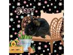 Adopt Starr a Netherland Dwarf