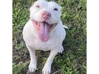 Adopt Ellie Mae 24-01-126 a Pit Bull Terrier
