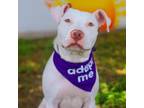 Adopt Dolly Pawton 24-05-014 a Pit Bull Terrier