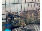 Adopt Mama Angel a Domestic Short Hair