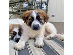 Adopt Red a Great Pyrenees