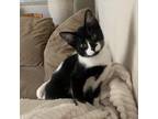 Adopt Felicity a Domestic Short Hair