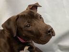 Adopt Mavis a Pit Bull Terrier, Mixed Breed