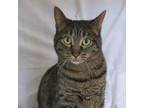 Adopt Blanche a Domestic Short Hair