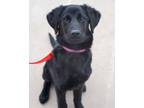 Adopt Cinders a Curly-Coated Retriever, Mixed Breed