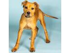 Adopt Red a Mixed Breed