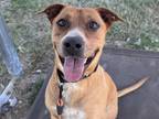 Adopt NELLY a Black Mouth Cur