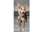 Adopt Cali(fornia) a Collie, Shepherd