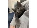 Adopt Tully a Domestic Short Hair