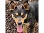 Adopt Fancy a German Shepherd Dog