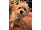 Adopt Miss Chewie McFluffy a Poodle