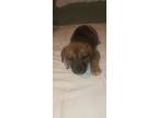 Adopt Gigi a Beagle, Mixed Breed