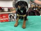 Adopt Layla a Hound, German Shepherd Dog