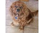 Adopt Rey a Cavalier King Charles Spaniel