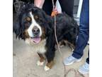 Adopt Amilyn a Bernese Mountain Dog