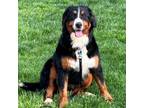 Adopt Oola a Bernese Mountain Dog