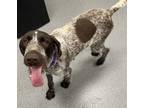 Adopt Lucky a German Shorthaired Pointer