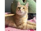 Adopt Porsche *Bonded With Evo* a Domestic Short Hair