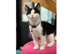 Adopt Money Penny a Domestic Short Hair