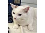 Adopt Bella a Domestic Short Hair