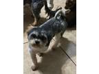 Adopt Bella in TX a Shih Tzu