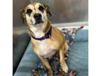 Adopt Belle (FKA Beverly) a Beagle, Carolina Dog