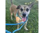 Adopt Belle (FKA Beverly) a Beagle, Carolina Dog