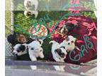 Shorkie Tzu PUPPY FOR SALE ADN-784431 - 6 girls and 1 boy puppy