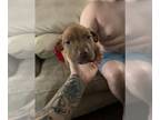 American Pit Bull Terrier PUPPY FOR SALE ADN-784447 - 8week old