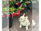 French Bulldog PUPPY FOR SALE ADN-784467 - 9 week old female Frenchie pup