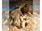 German Shorthaired Pointer PUPPY FOR SALE ADN-784501 - German short hair pointer