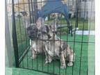 French Bulldog PUPPY FOR SALE ADN-784548 - French bulldog puppies