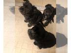 Shorkie Tzu PUPPY FOR SALE ADN-784628 - Puppies