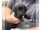 Labrador Retriever PUPPY FOR SALE ADN-784672 - Firecracker