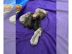 Cane Corso PUPPY FOR SALE ADN-784805 - Cane Corso puppies Available June 24th