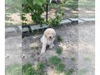 Goldendoodle PUPPY FOR SALE ADN-784818 - Goldendoodle puppy