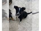 Rat Terrier Mix PUPPY FOR SALE ADN-784901 - MIX RAT TERRIER