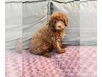 Poodle (Miniature) PUPPY FOR SALE ADN-784920 - Red Mini Poodle